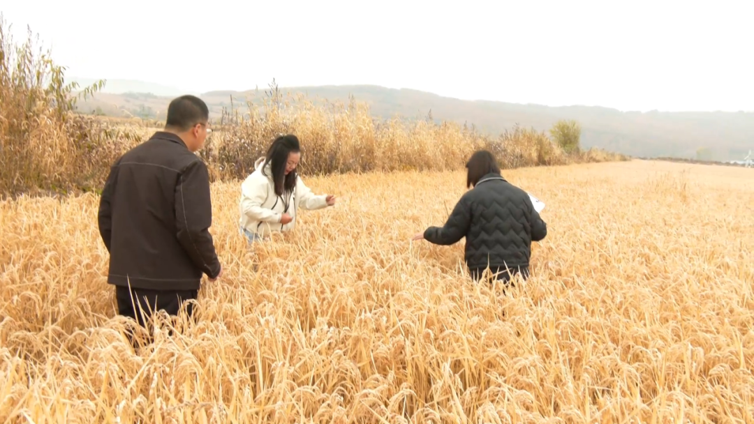 市農業(yè)技術推廣中心技術人員深入田間開展示范區(qū)水稻測產工作